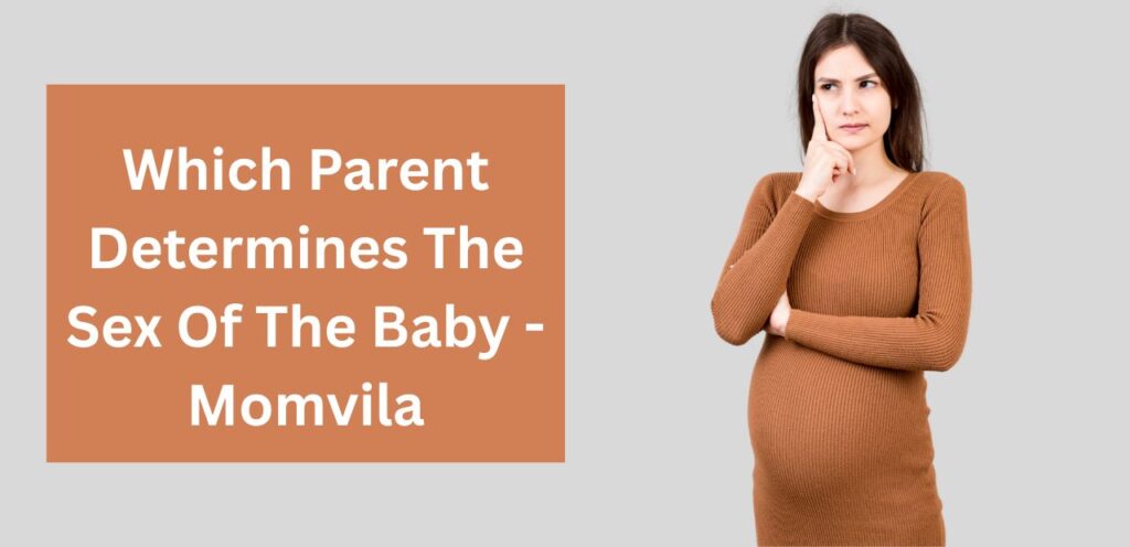Which Parent Determines The Sex Of The Baby which parent determines the sex of the baby