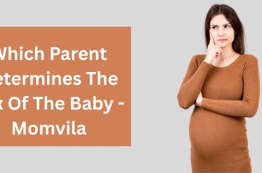 Which Parent Determines The Sex Of The Baby which parent determines the sex of the baby